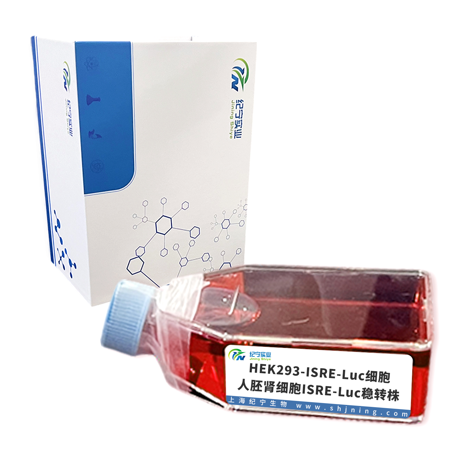 HEK293-ISRE-Luc細胞＿人胚腎細胞ISRE-Luc穩轉株