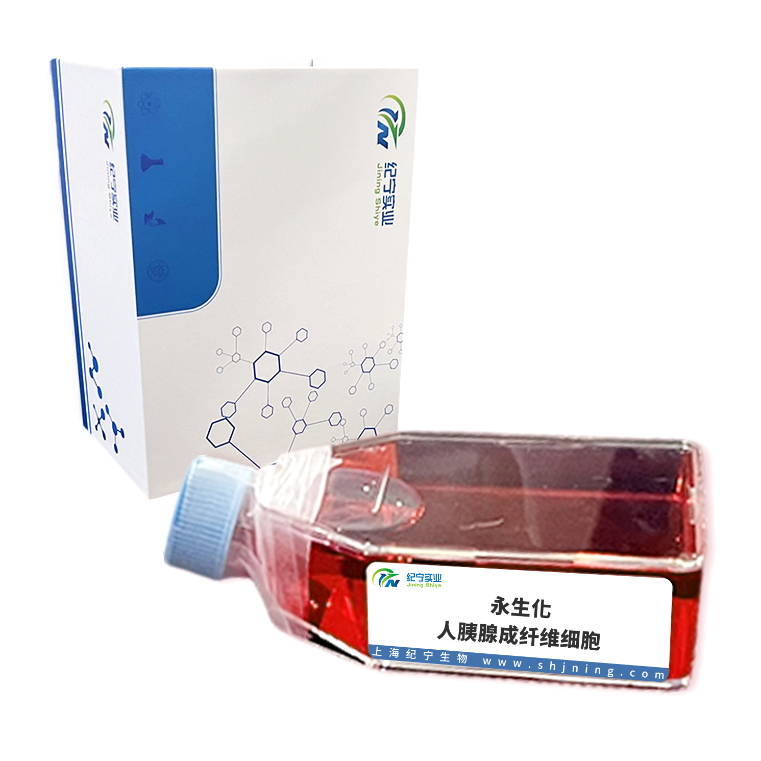永生化人胰腺成纖維細(xì)胞