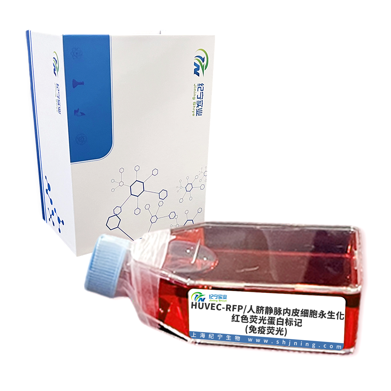 HUVEC-RFP/人臍靜脈內(nèi)皮細(xì)胞永生化-紅色熒光蛋白標(biāo)記(免疫熒光)