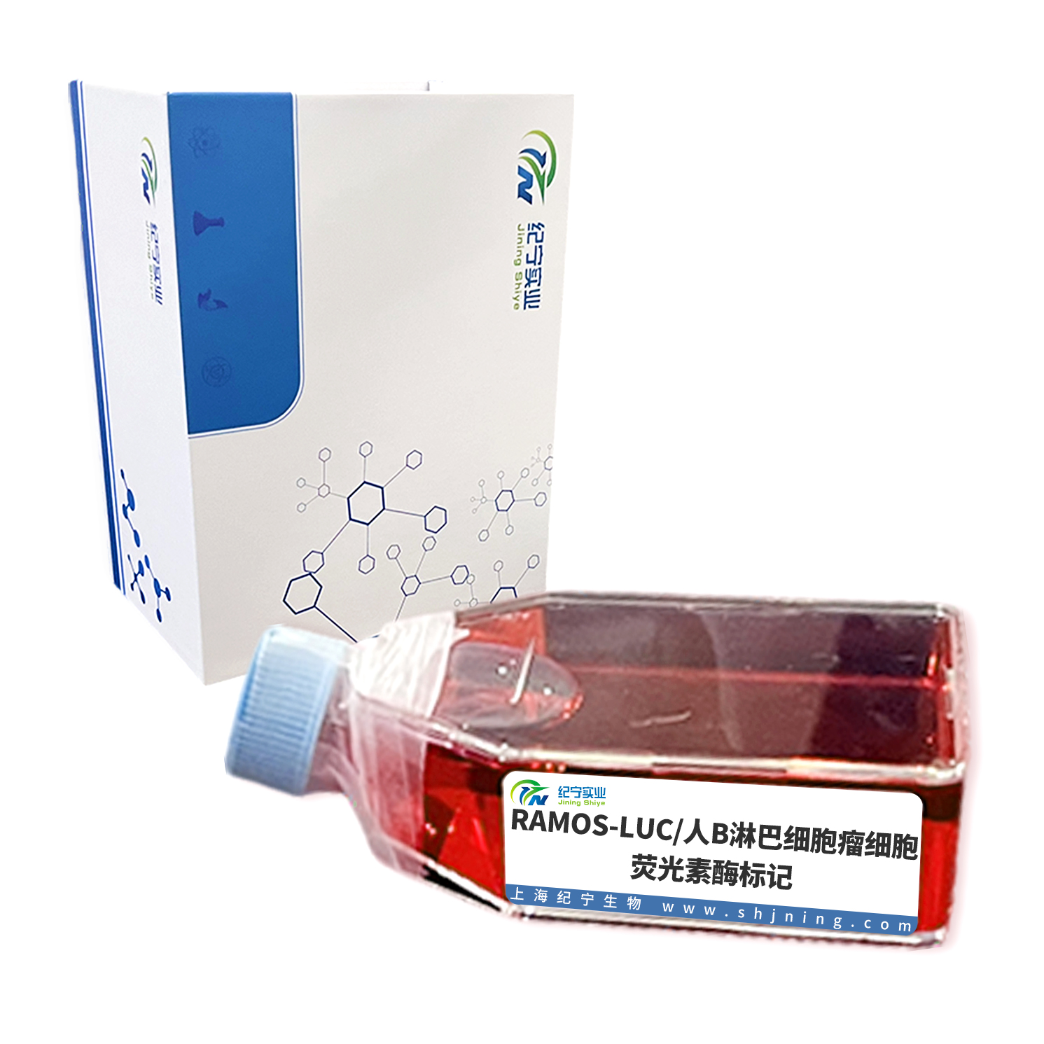 RAMOS-LUC/人B淋巴細胞瘤細胞-熒光素酶標記