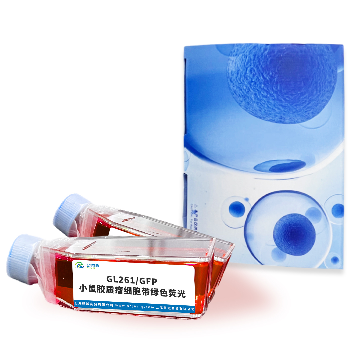 GL261/GFP 小鼠膠質(zhì)瘤細(xì)胞帶綠色熒光