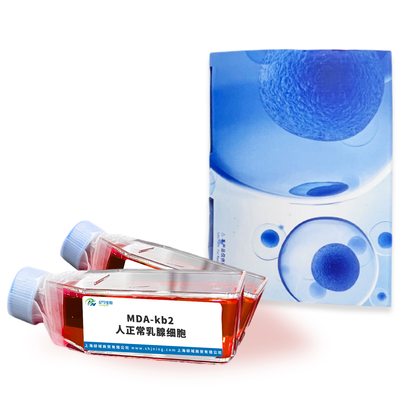 MDA-kb2人正常乳腺細胞