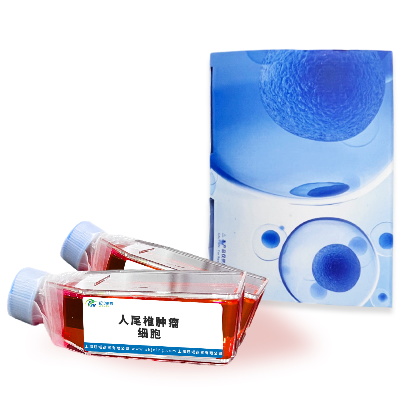 人尾椎腫瘤細(xì)胞
