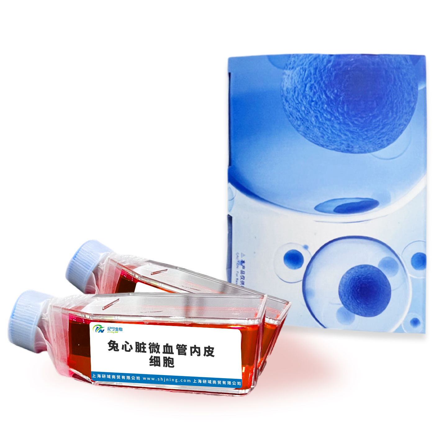 兔心臟微血管內皮細胞